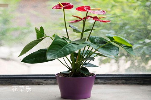 80后经典动漫——久久99久久久久久久久久久，那些年，我们共同追逐的童年梦想
