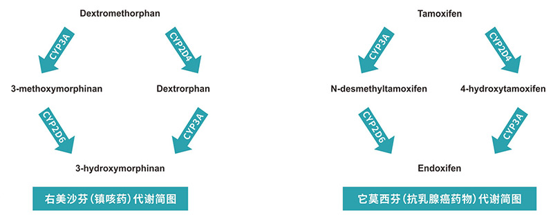 山楂生姜红糖水男人国产av天堂www麻豆，古老养生秘方，温暖你的每一天